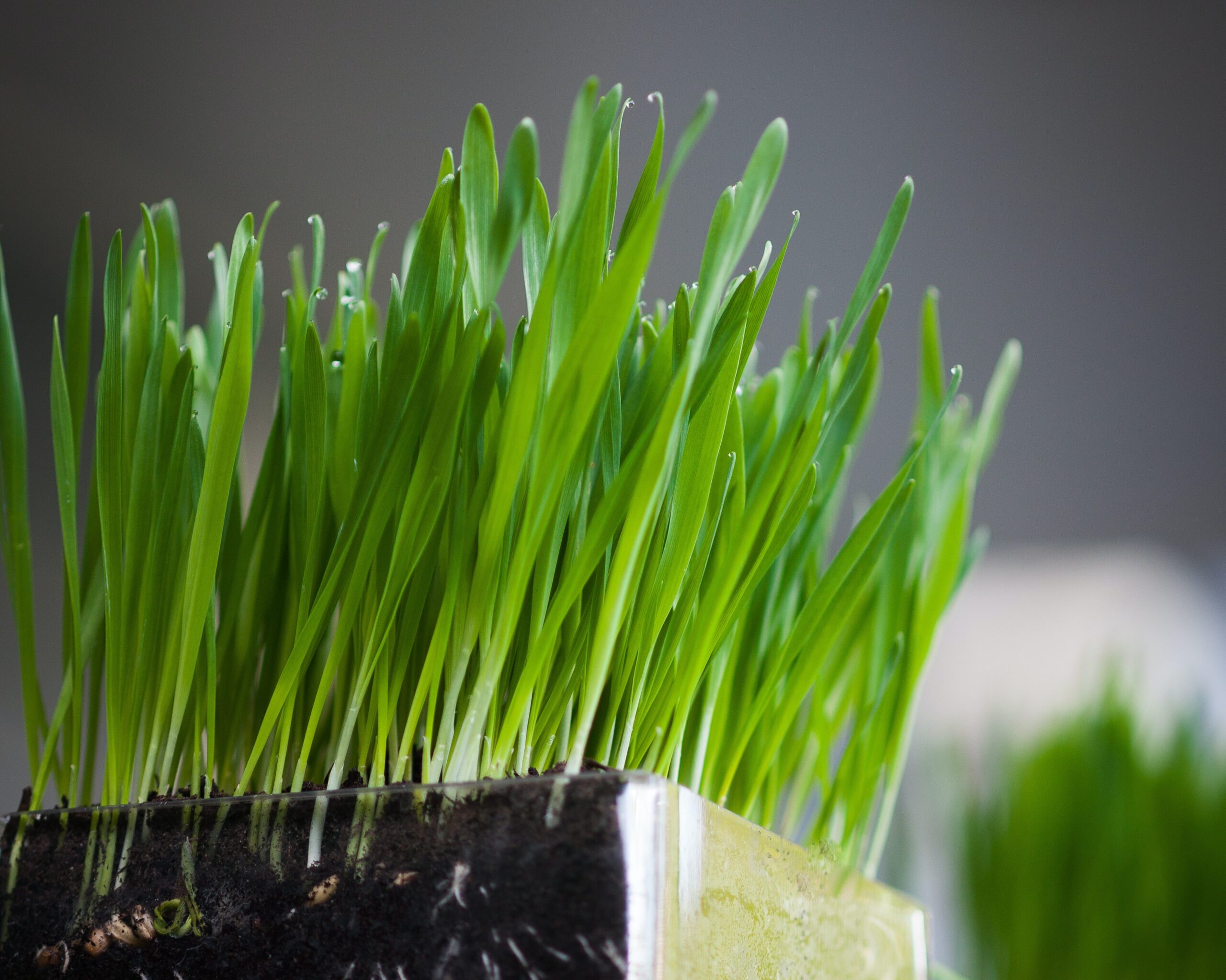 Wheatgrass at home