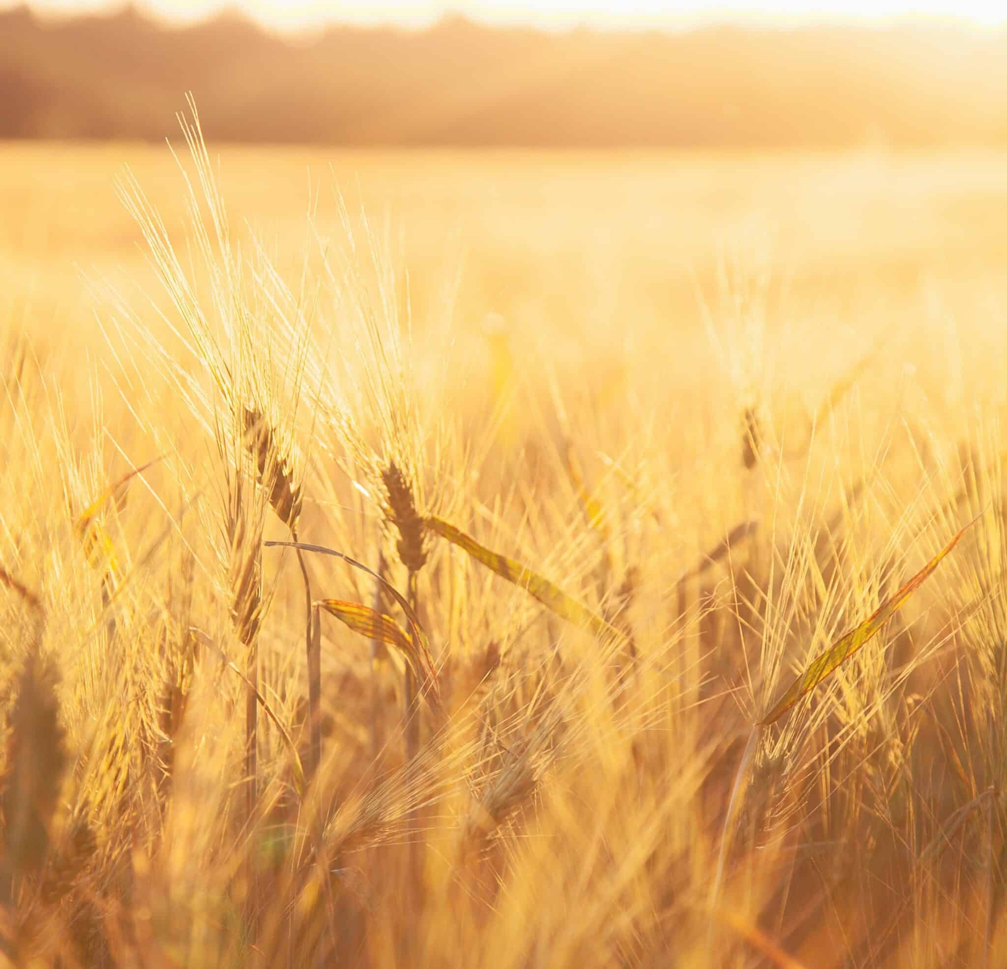 Wheat Classes in the U.S.A.